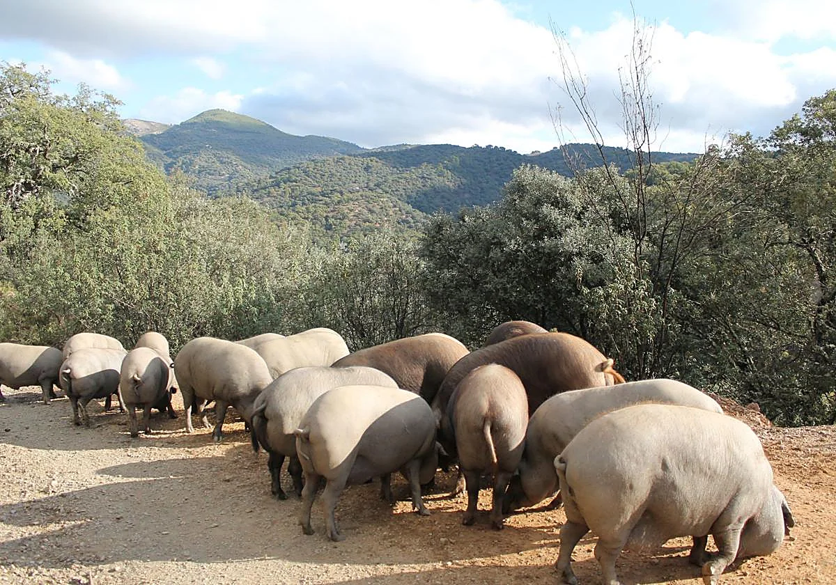 Ocho curiosidades que te harán visitar Faraján, el pueblo donde se casaron el Ayuntamiento y el agua