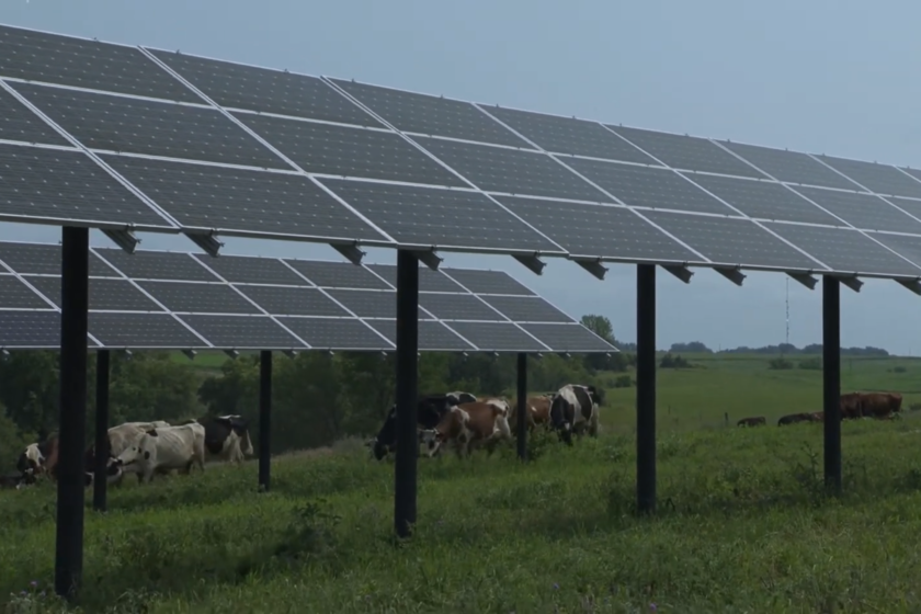 Una granja de Minnesota encontró la forma de producir energía solar y de crear algo más: el refugio perfecto para sus vacas