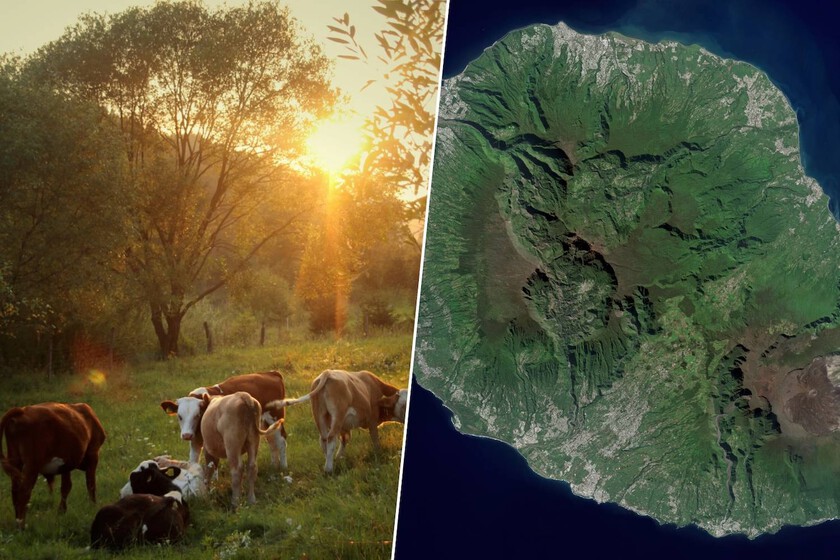 En 1871 un granjero abandonó a su suerte a cinco vacas en una isla remota. Contra todo pronóstico, colonizaron la isla