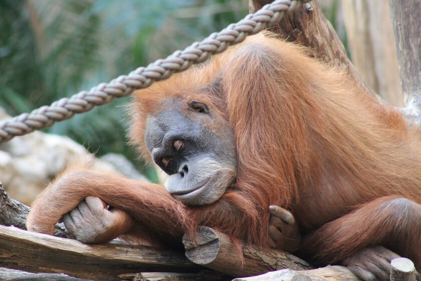 El ser humano es el primate que menos duerme. La ciencia tiene claro que es un "experimento evolutivo radical"