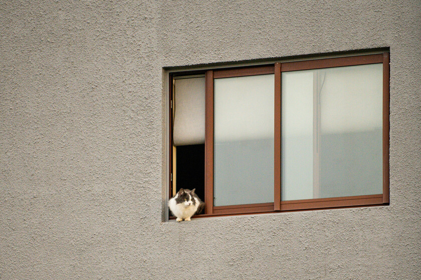 El motivo por el que te paras a acariciar a cualquier gato que te cruzas por la calle