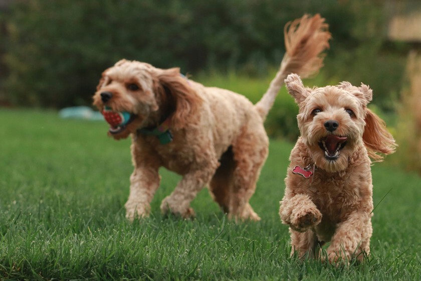 España ha hecho su primer gran estudio sobre cuántas mascotas hay en el país. Y se ha llevado una sorpresa