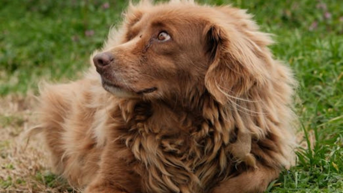 Una familia ofrece casi 70.000 euros de sueldo al año y alojamiento gratuito por cuidar de su perro