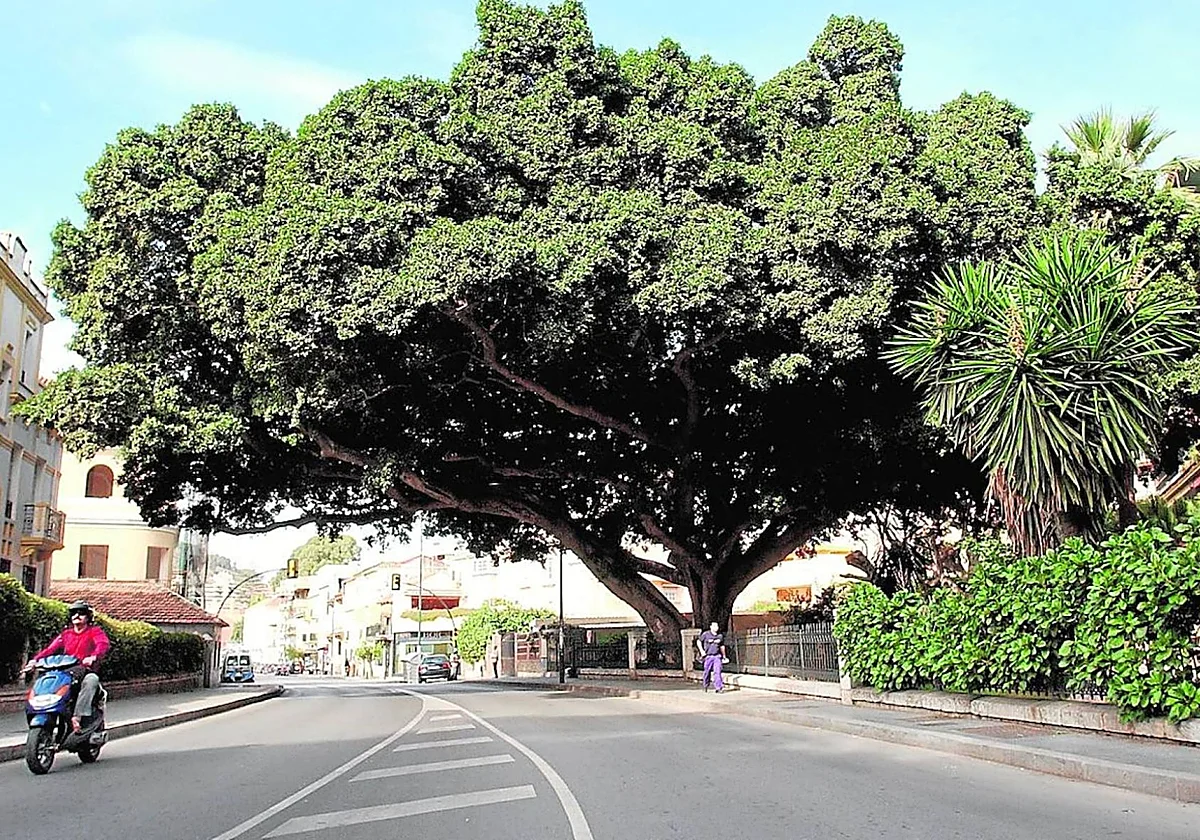 Enrique Salvo: «Un árbol adulto en Málaga genera servicios por valor de 3.000 euros al año»