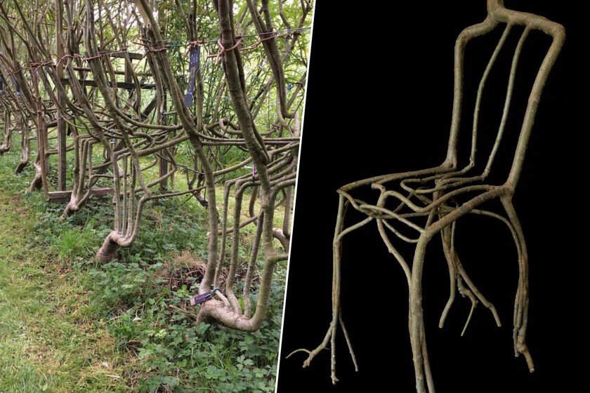 Si Ikea fabrica sillas, esta pareja se está forrando con una técnica insólita: cultivarlas en su jardín hasta que crecen solas