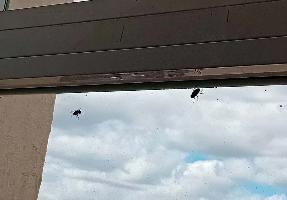 Limpian un mes después el piso de una anciana fallecida sola en Rincón de la Victoria