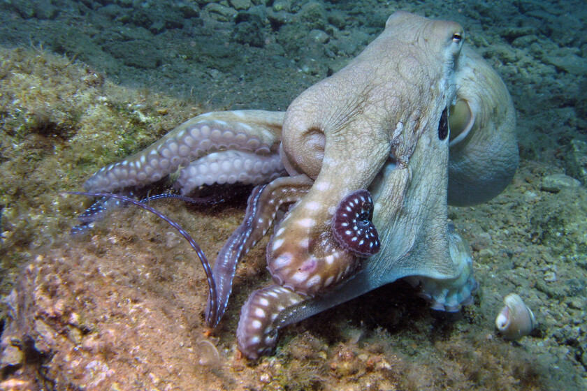 Reino Unido está viviendo una nueva invasión. El problema es que son pulpos y están devorando todo lo que encuentran