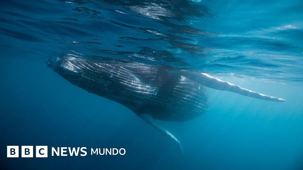 "Es un descubrimiento realmente único": el inesperado hallazgo de un cementerio de ballenas de hace 5 millones de años en el Índico