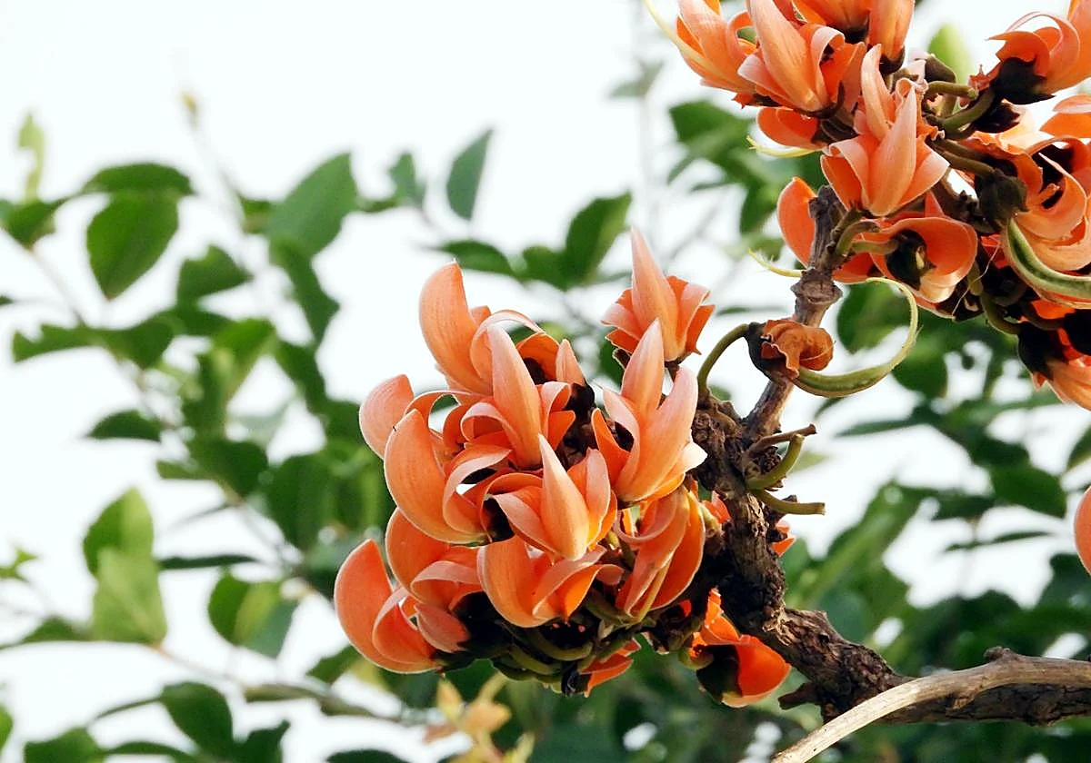 Butea monosperma