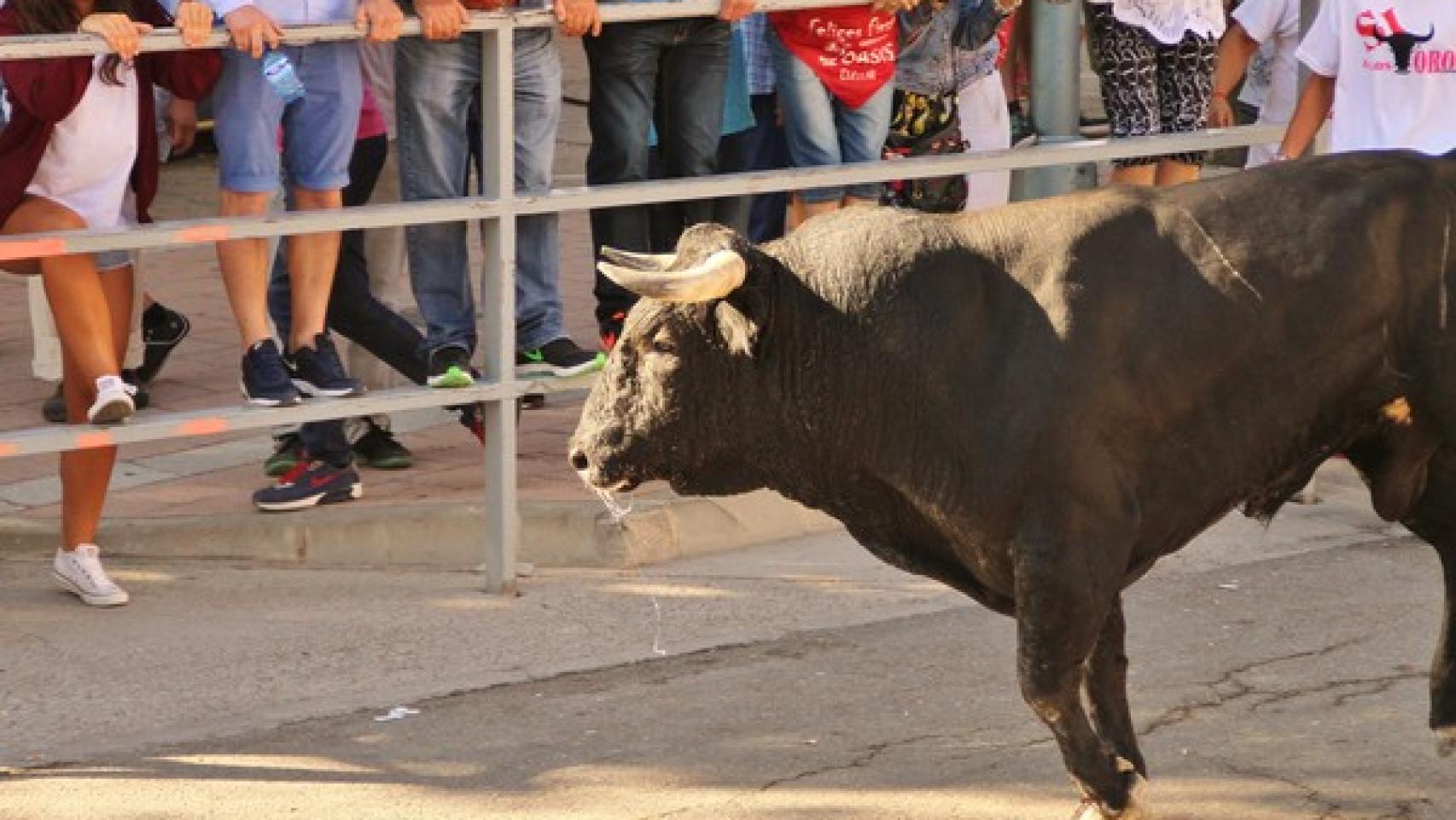 Herido grave un hombre de 45 años tras ser embestido por un toro en el primer encierro de las fiestas de La Flecha