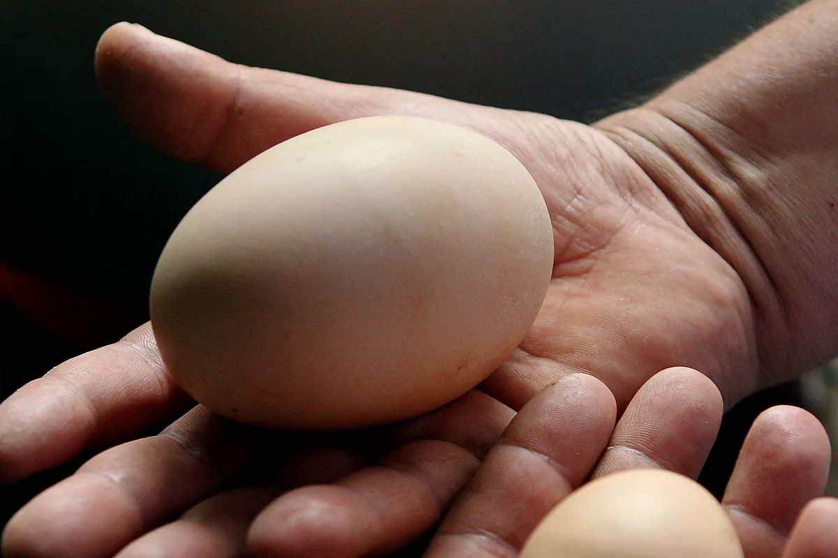 A qué se debe la huevoflación, la escalada de precio de los huevos en España