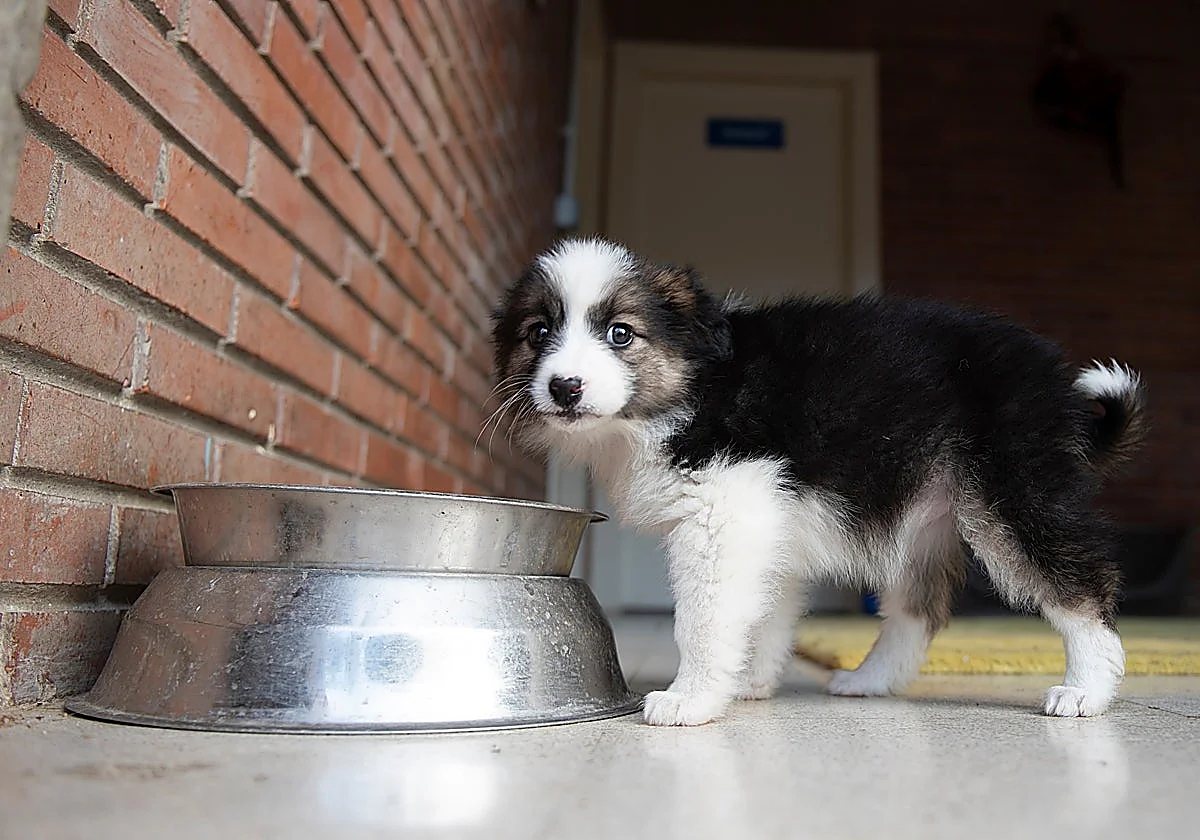 Charity dinner to be held in the Axarquía in aid of abandoned animals