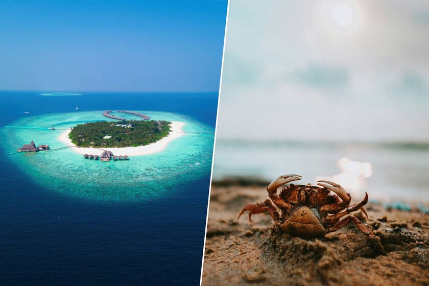 Resulta que hay una isla de Fiyi hecha de cáscaras de marisco. Lo han descubierto unos cangrejos
