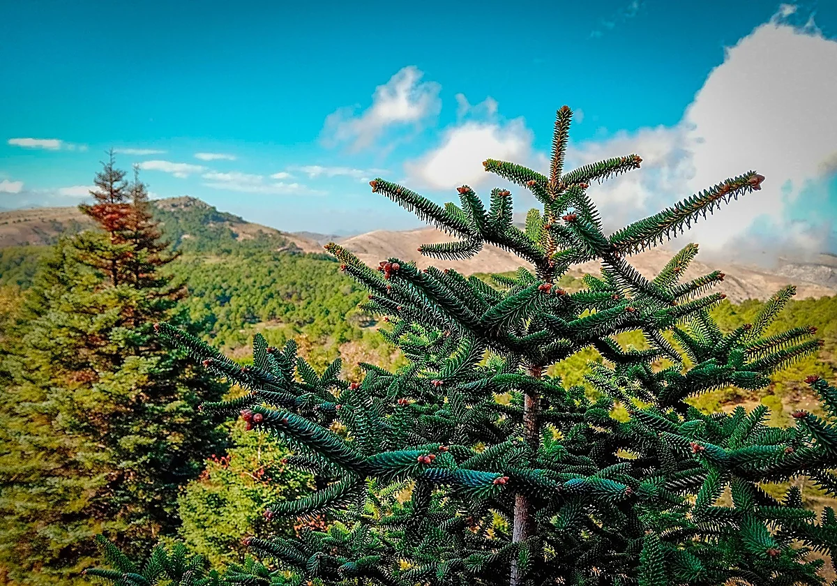 Andalucía impulsará la reforestación del pinsapo en Cortes de la Frontera