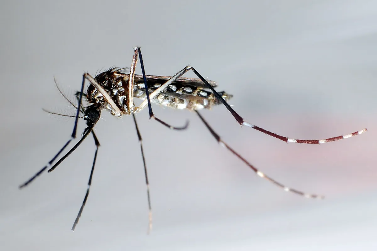 Descubren el mecanismo biológico que permite a los virus del dengue y el Nilo Occidental sobrevivir en los mosquitos sin matarlos