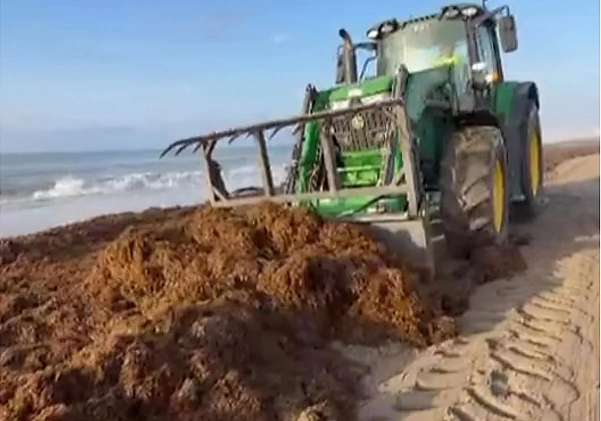 Estepona removes 950 tonnes of Asian algae from a single beach